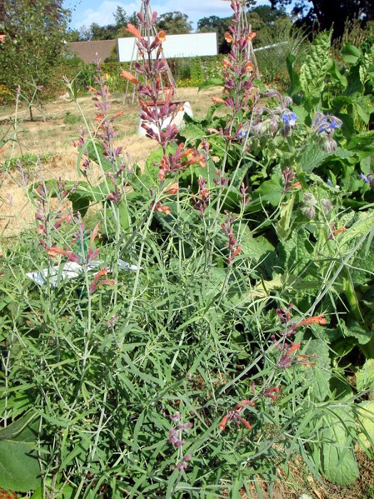 Agastache rupestris